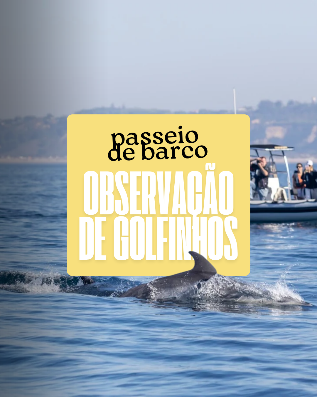 Passeio de Barco: Observação de Golfinhos
